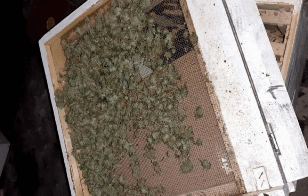 HAPŠENJE U KRUŠEVCU: Pronađeni paketići marihuane i 7 KILOGRAMA indijske konoplje! (FOTO)  